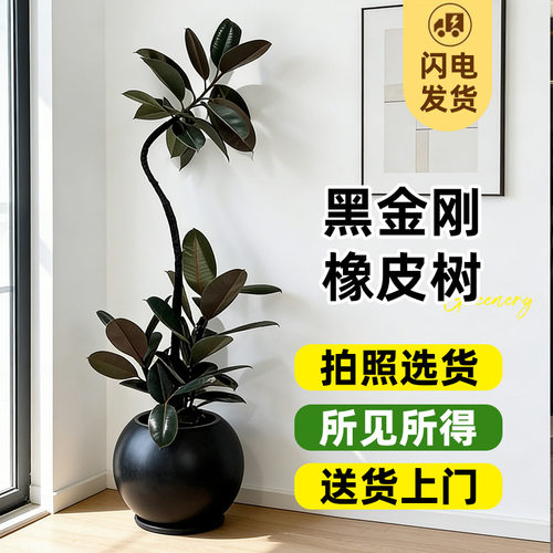 黑金刚橡皮树客厅大盆栽四季好养