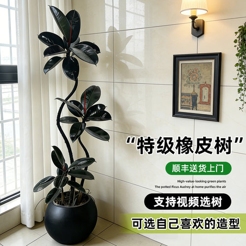 黑金刚橡皮树客厅盆栽四季好养活