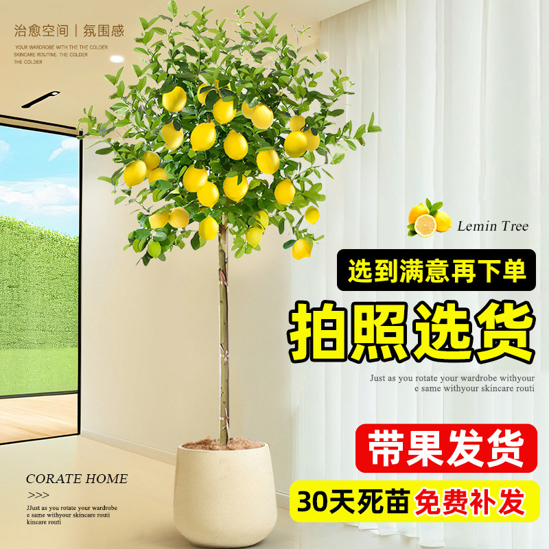 香水柠檬树盆栽带果可食用室内客厅果树苗绿植大型植物四季好养活,鲜花速递/花卉仿真/绿植园艺,大型绿植/成品组合盆栽,淘宝优惠券,粉丝福利购,淘宝优惠卷