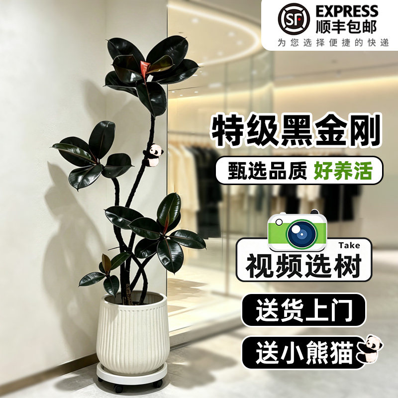 黑金刚橡皮树客厅大盆栽室内大型绿植办公室高级感造型好养真植物