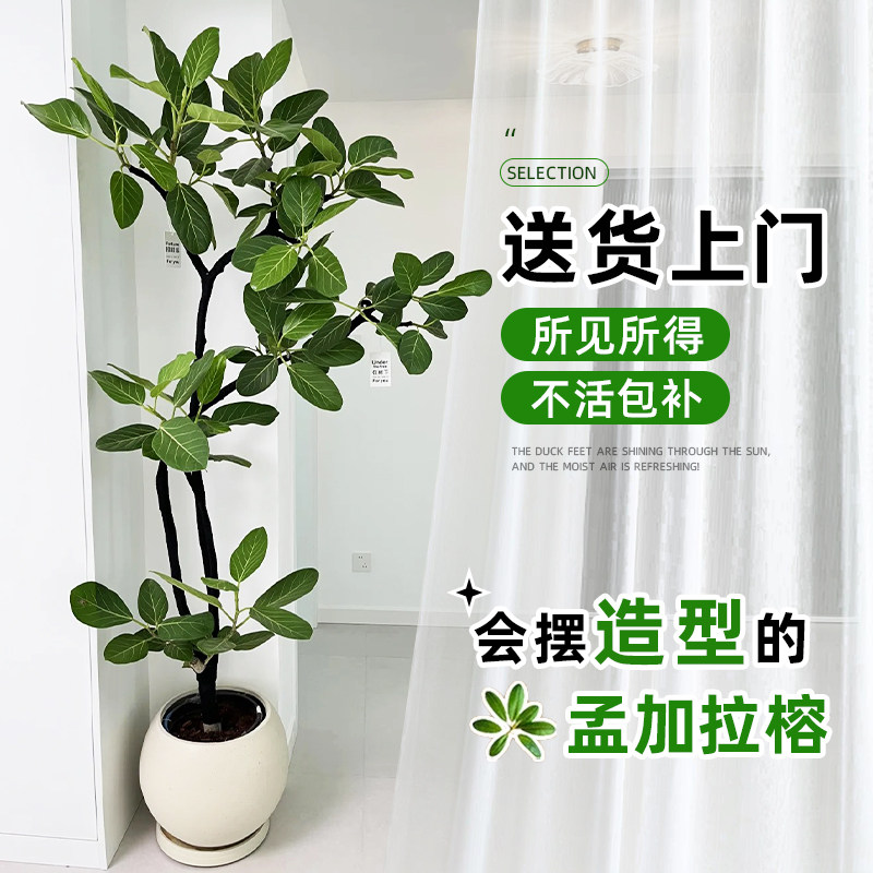 网红孟加拉榕盆栽大型绿植黄金榕高山榕树室内客厅落地橡皮树好养,鲜花速递/花卉仿真/绿植园艺,大型绿植/成品组合盆栽,淘宝优惠券,粉丝福利购,淘宝优惠卷