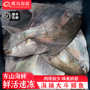 福建东山特大斗鲳鱼海捕鲜活冷冻海鲜水产海鱼新鲜平鱼扁鱼