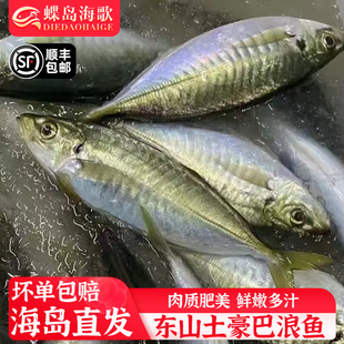 福建东山养殖土豪巴浪鱼特大号竹荚鱼新鲜冷冻鲜活速冻顺丰包邮