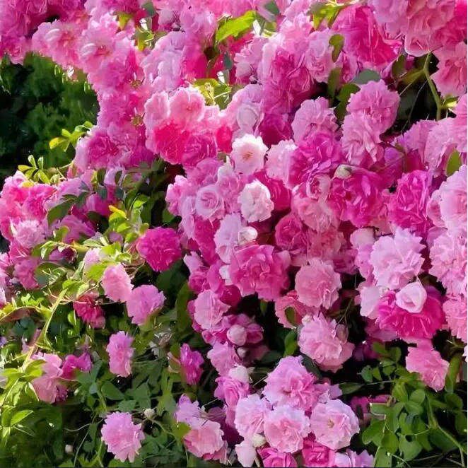 缠枝牡丹花根苗带芽重瓣花苗耐寒热多年生阳台宿根粉色春化芽尖ZY