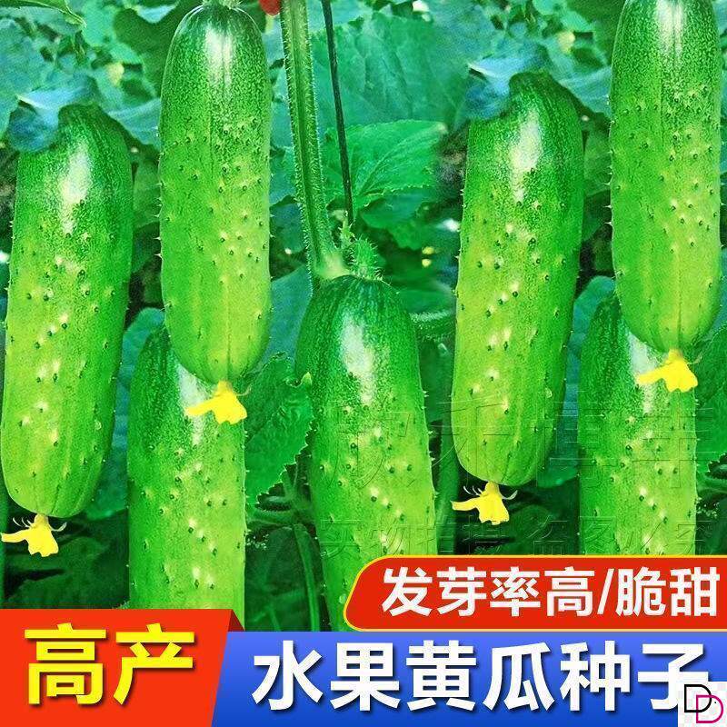 水果黄瓜种子新品种脆甜旱黄瓜高产生吃春秋四季农家黄瓜种子大全