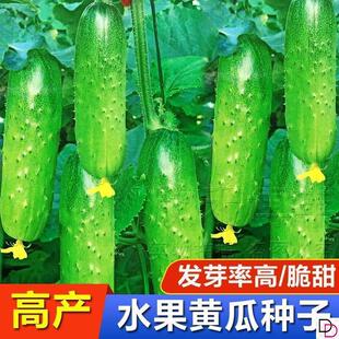 水果黄瓜种子新品种脆甜旱黄瓜高产生吃春秋四季农家黄瓜种子大全