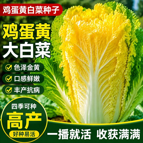 鸡蛋黄奶油大白菜种子耐热四季