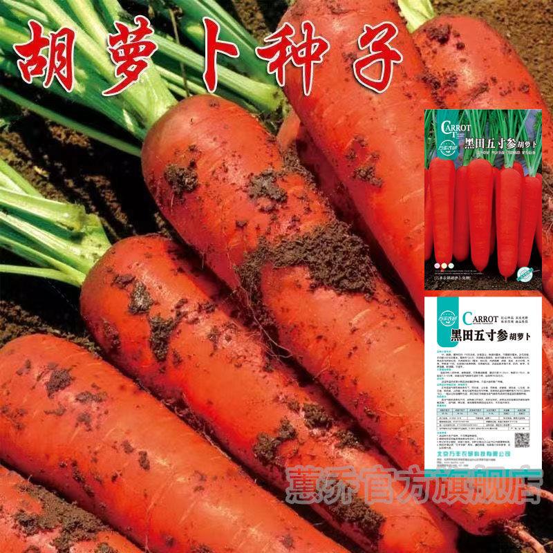 高产红胡萝卜种子农家甜