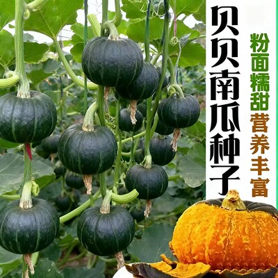 正宗迷你贝贝南瓜种子板栗味春秋四季绿贝贝小南瓜种籽蔬菜种籽孑