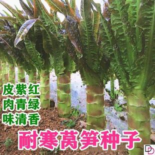 莴笋种子耐热耐寒香莴苣种籽抗高温四川春夏秋季农家田园蔬菜种子