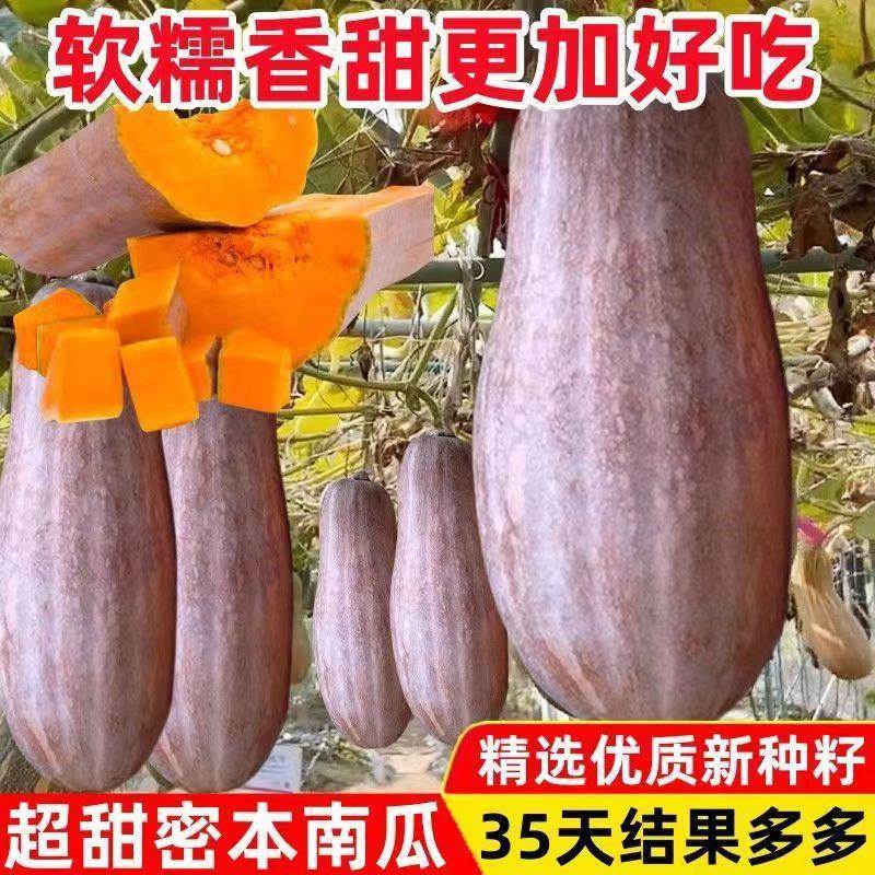 早栗蜜本南瓜种子超甜粉面蜜本甜南瓜早熟高产耐贮运四季蔬菜种籽
