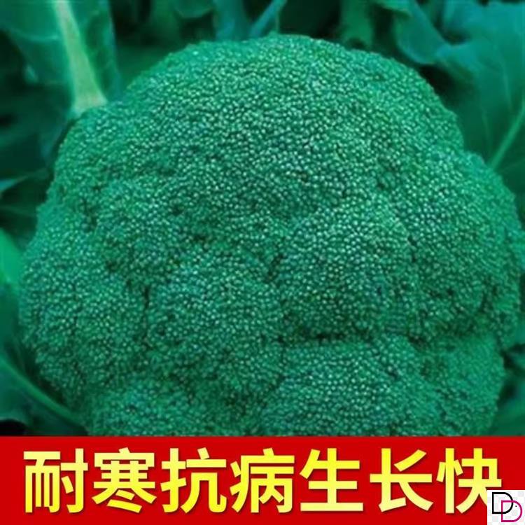 西兰花种孑西兰花种籽