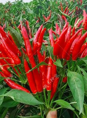 特辣红色黄色朝天椒种子辣椒苗秧孑南北方春季秋季四季种盆栽干椒