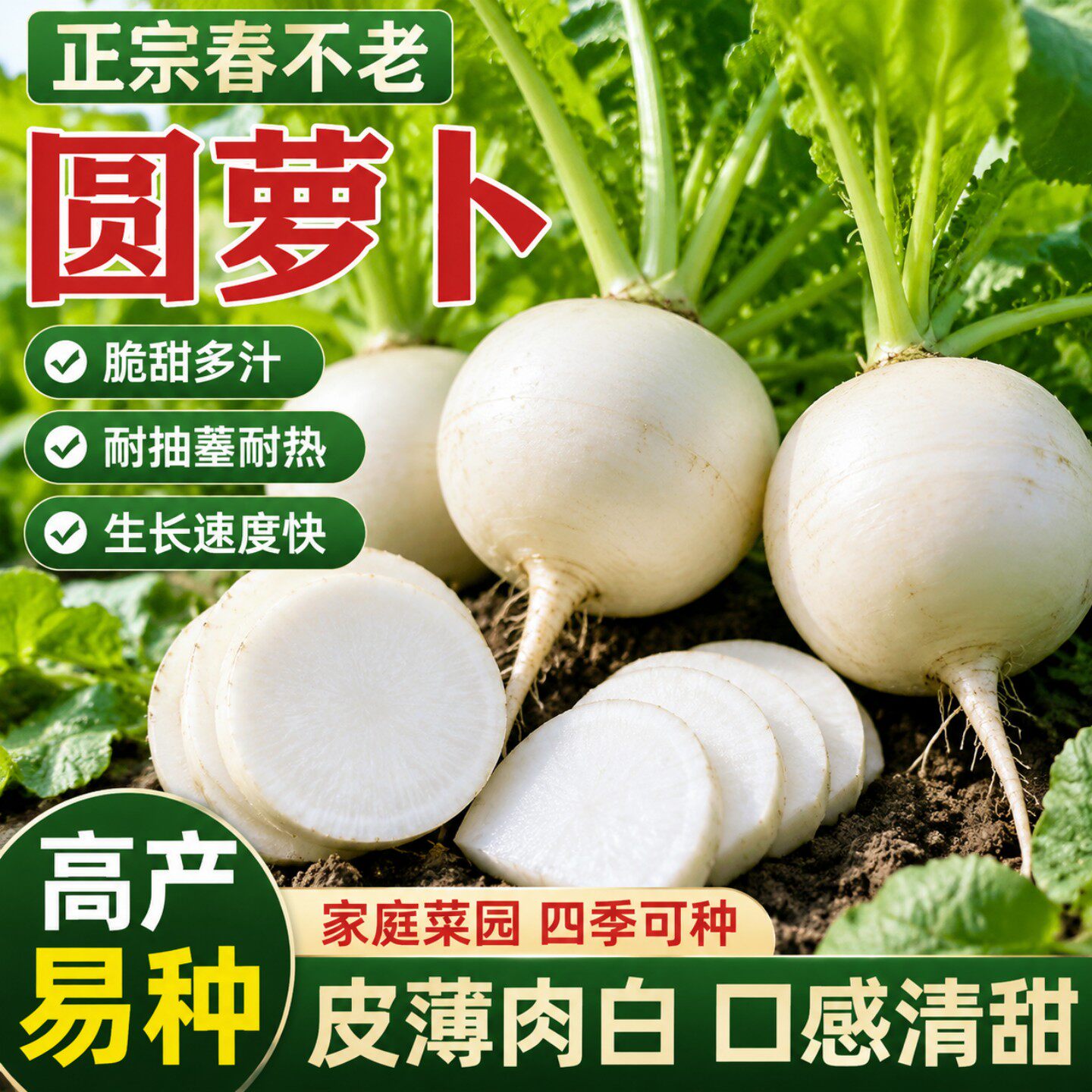 秋季播大果白萝卜种子高产抗病