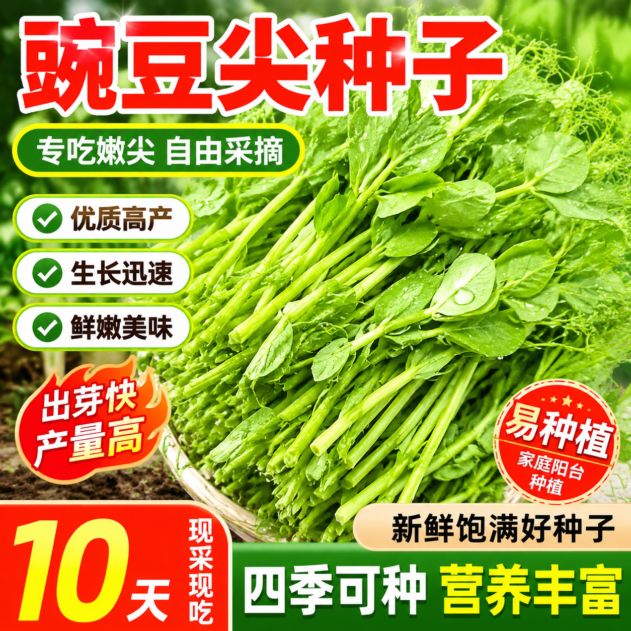 甜豌豆苗种籽豌豆尖种子四季播种植芽苗菜龙须豌豆荷兰豆蔬菜种孑