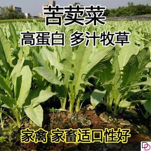 高产苦荬菜种子养鹅牧草草籽鱼猪鸡鸭鹅苦麻菜苦麦菜苦买菜苦卖菜