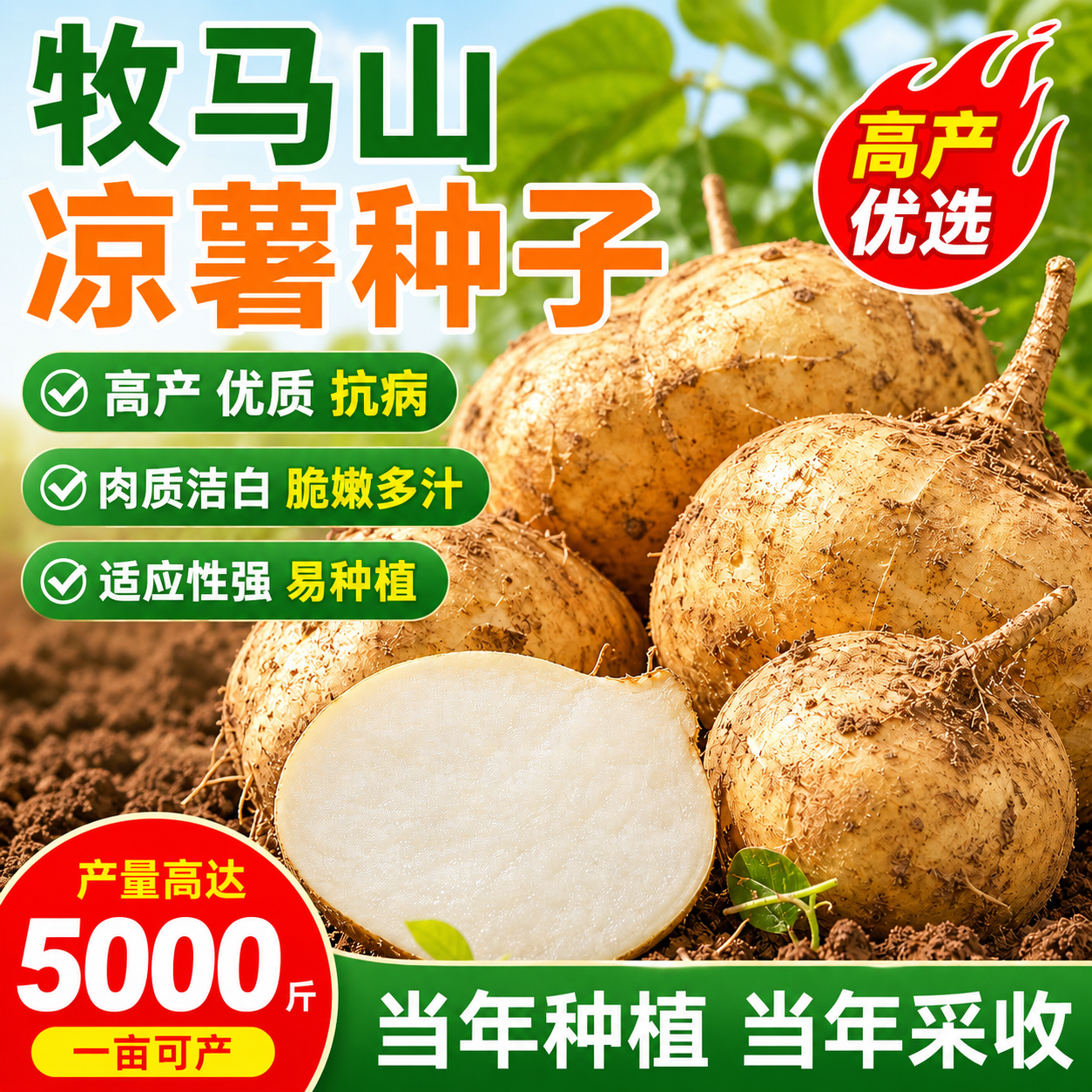 【新种来了】凉薯白地瓜种子牧马山地瓜早熟高产水果地瓜沙葛凉瓜