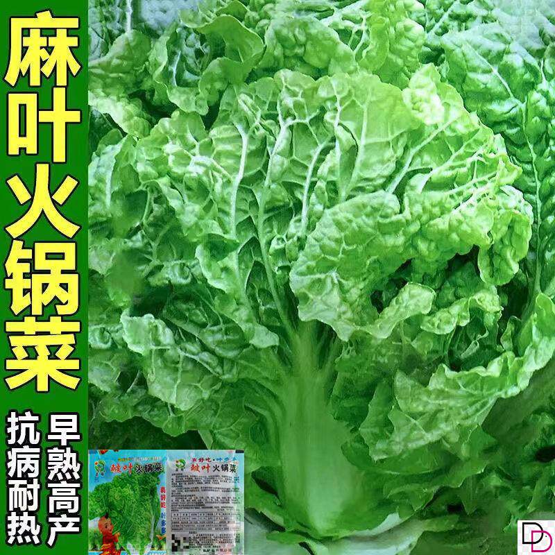 叶多多皱叶火锅菜种子麻