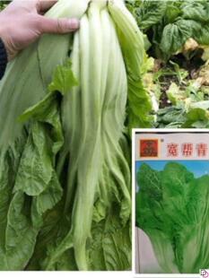 【四川宽帮青菜种子】腌渍泡菜酸菜腌菜中熟大叶高产秋播蔬菜种子