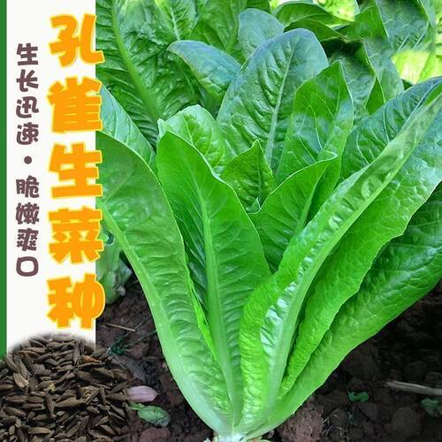 孔雀菜种子春四季种可生吃