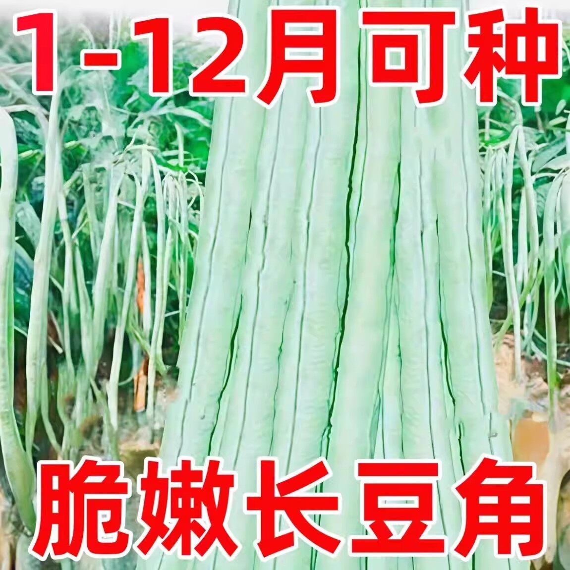 正宗大肉糯米甜豆角种子豆角种籽高产抗热品种易种春夏秋蔬菜种子