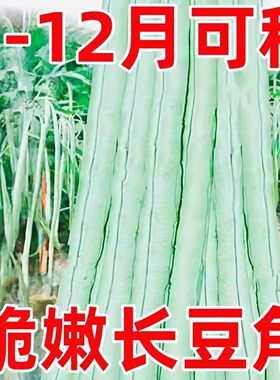 正宗大肉糯米甜豆角种子豆角种籽高产抗热品种易种春夏秋蔬菜种子