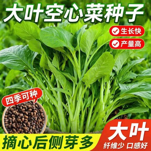 大叶空心菜种子圆叶空心菜长藤藤藤菜四季春夏季阳台盆栽蔬菜种子