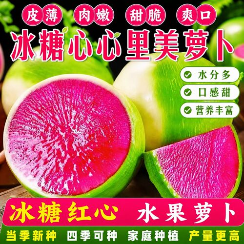 心里美冰糖心萝卜种子四季易种