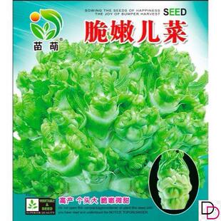 儿菜种子四川特产四季播娃娃菜抱子芥菜秋季蔬菜种子早熟易种原装