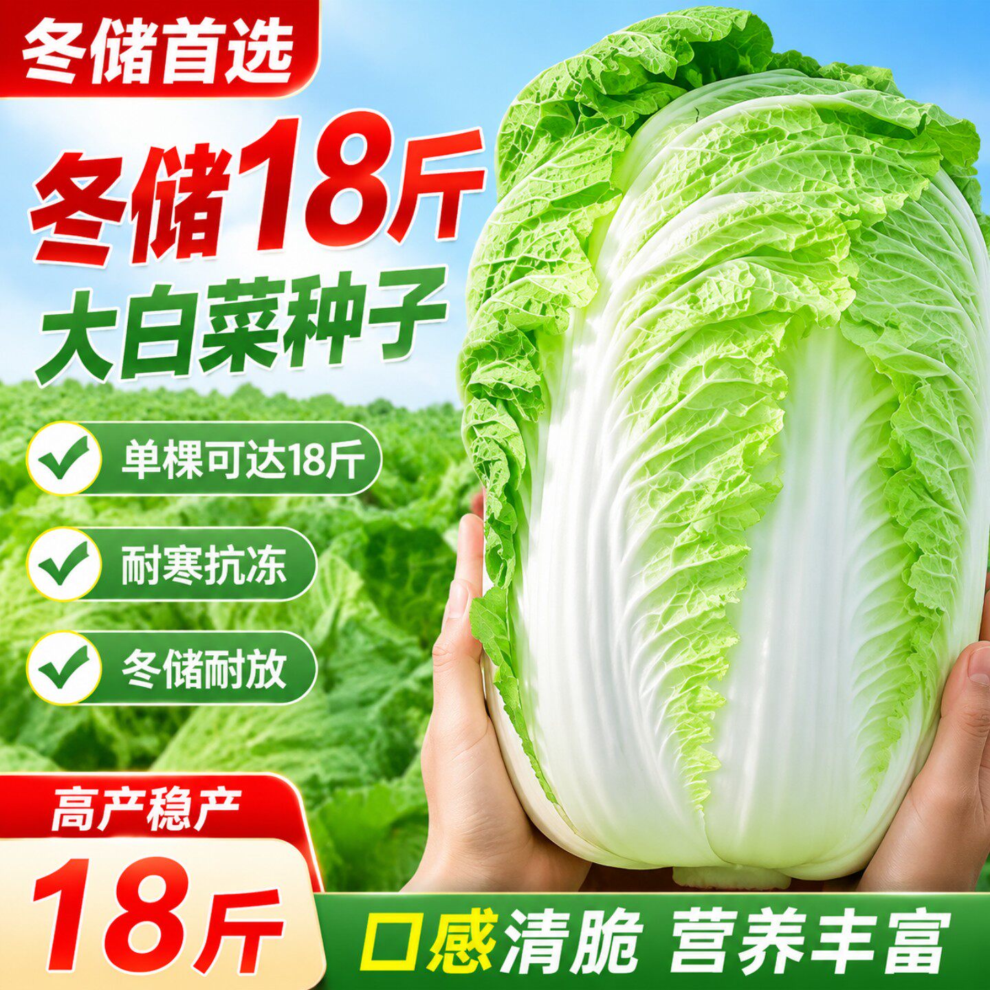 冬储黄心大白菜种子18斤高产抗病