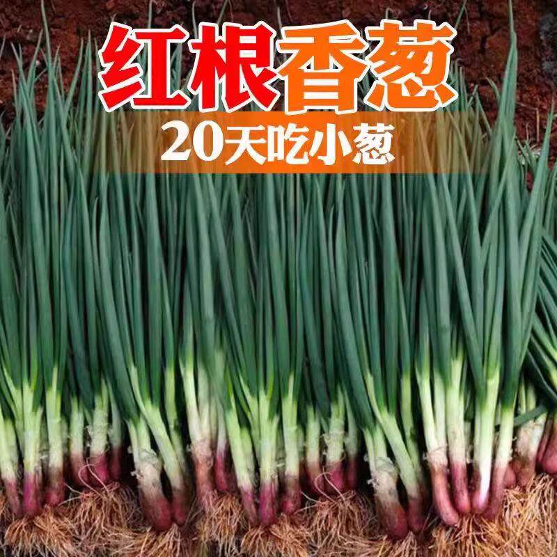 四季红根小香葱种子四季农家室内