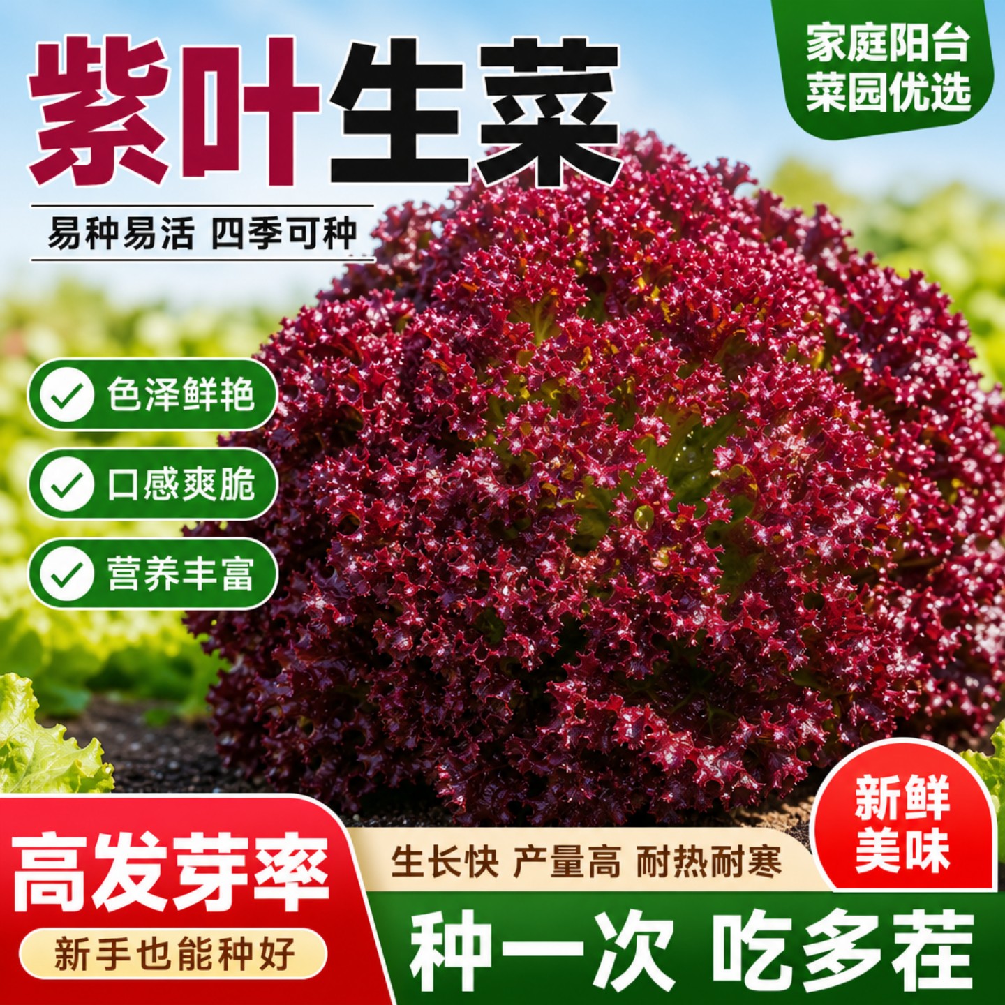 紫叶生菜有机种子四季耐寒耐热