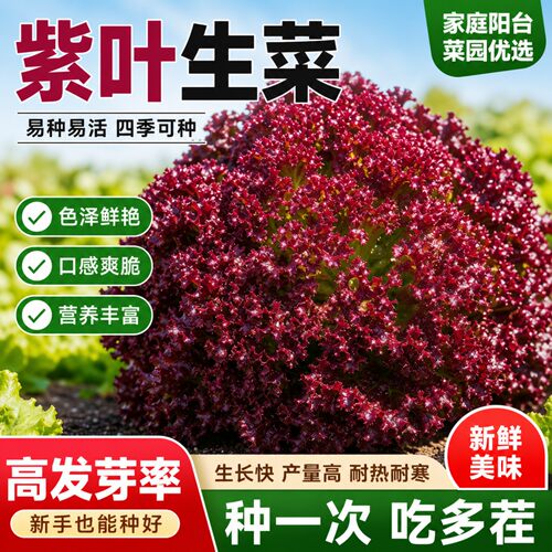 紫叶生菜有机种子四季耐寒耐热
