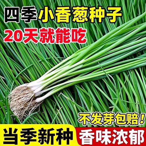 四季小香葱种子庭院阳台盆栽小葱种籽蔬菜种子四季播易种农家菜园