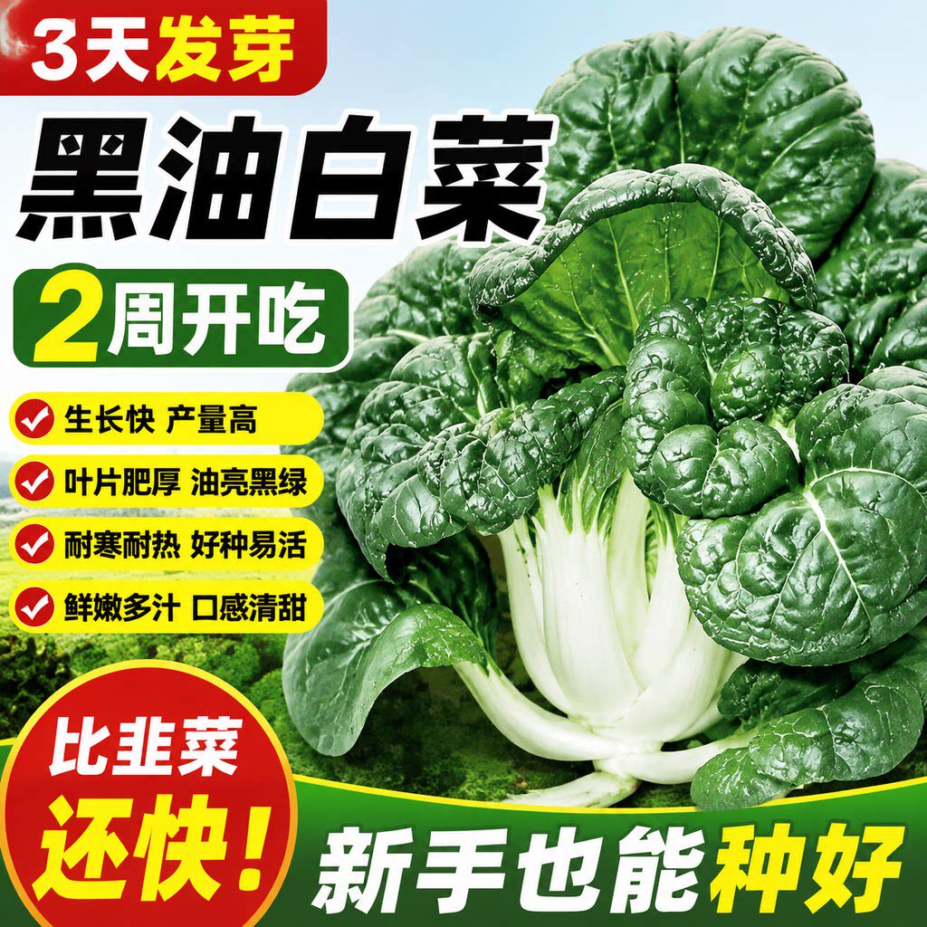 黑油白菜种子乌油冬种籽奶白菜乌塌小白菜秋冬季春四季播蔬菜种子