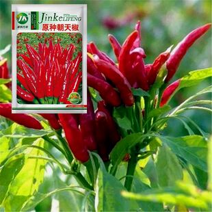 特辣朝天椒小米辣辣椒种子超辣四季高产南北方农家蔬菜种籽正宗的