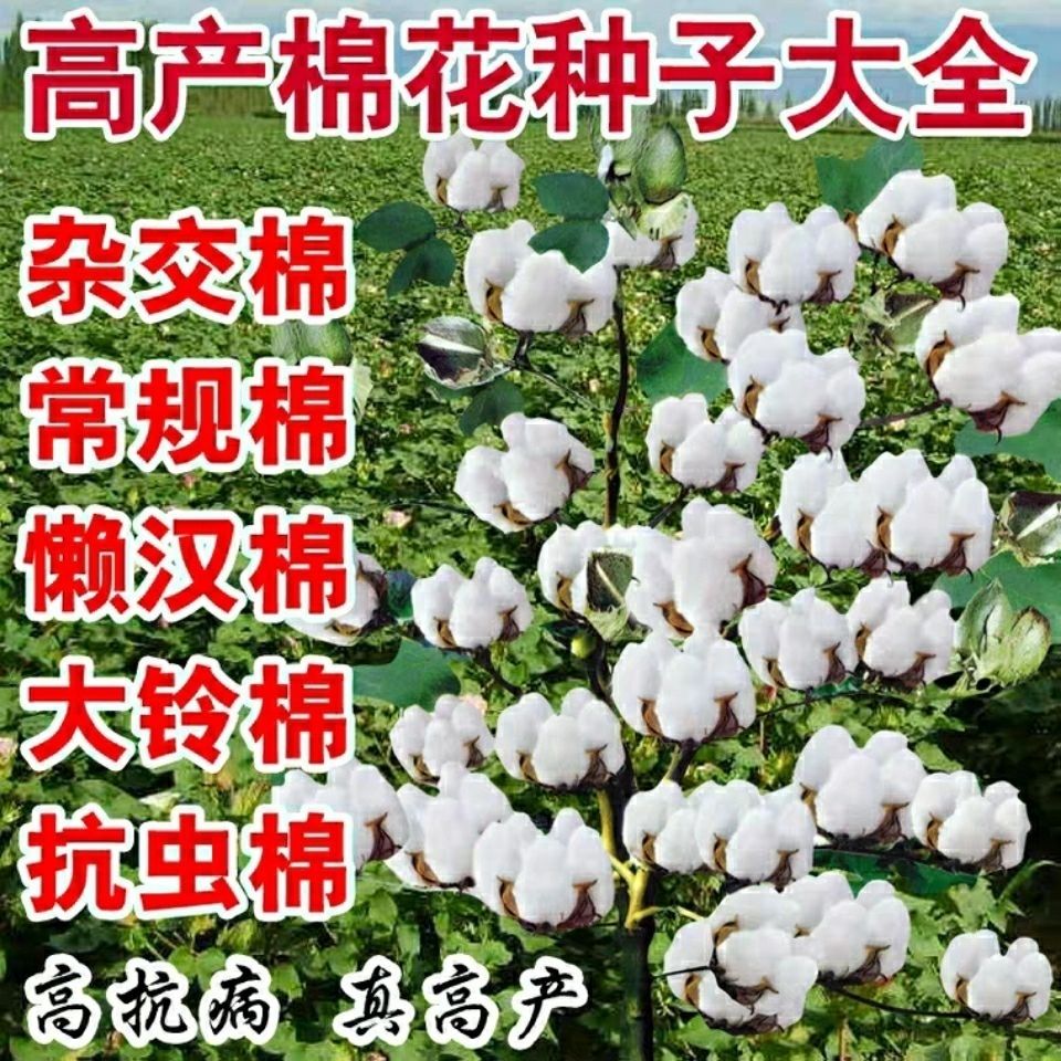 千斤懒汉棉花种子高产棉国审