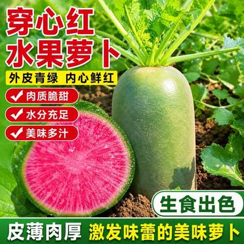 穿心红水果萝卜种子生吃甜脆春秋