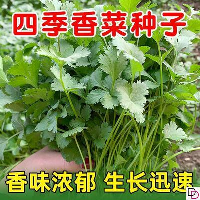 高产香菜种子大叶小叶香菜籽耐抽苔室内阳台盆栽种四季种籽