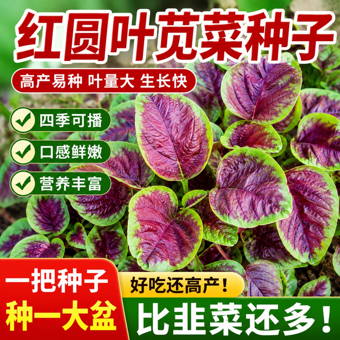 一点红苋菜种子四季可播新手易种图片