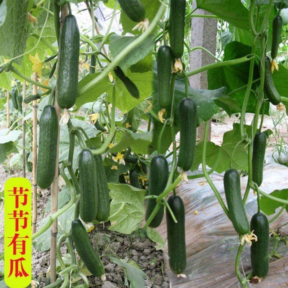 水果黄瓜种子节节瓜小黄