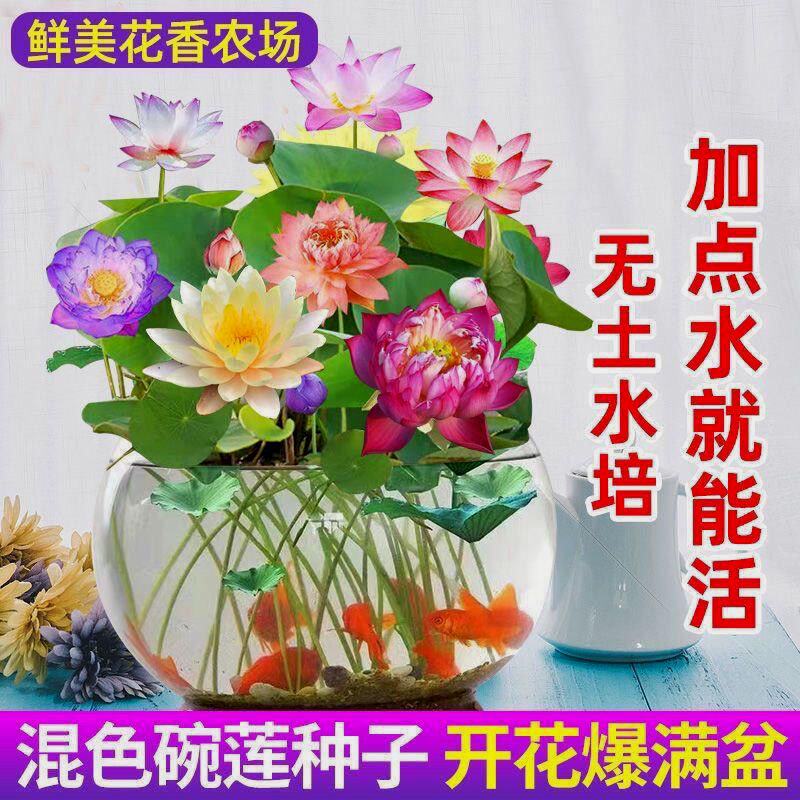 【3天发芽】碗莲种子已开口水培水养绿植睡莲荷花阳台室内盆栽
