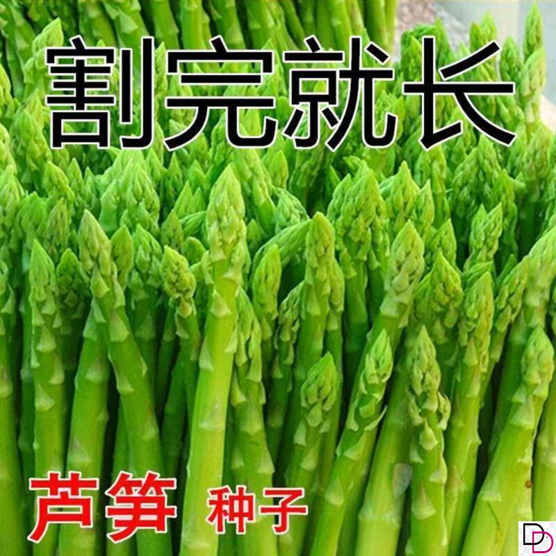 芦笋种子四季种植蔬菜绿