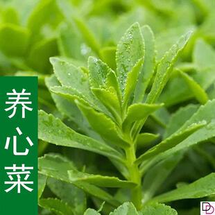 养心菜种子高钙救心菜四季种植景天三七费菜园艺阳台盆栽蔬菜种子