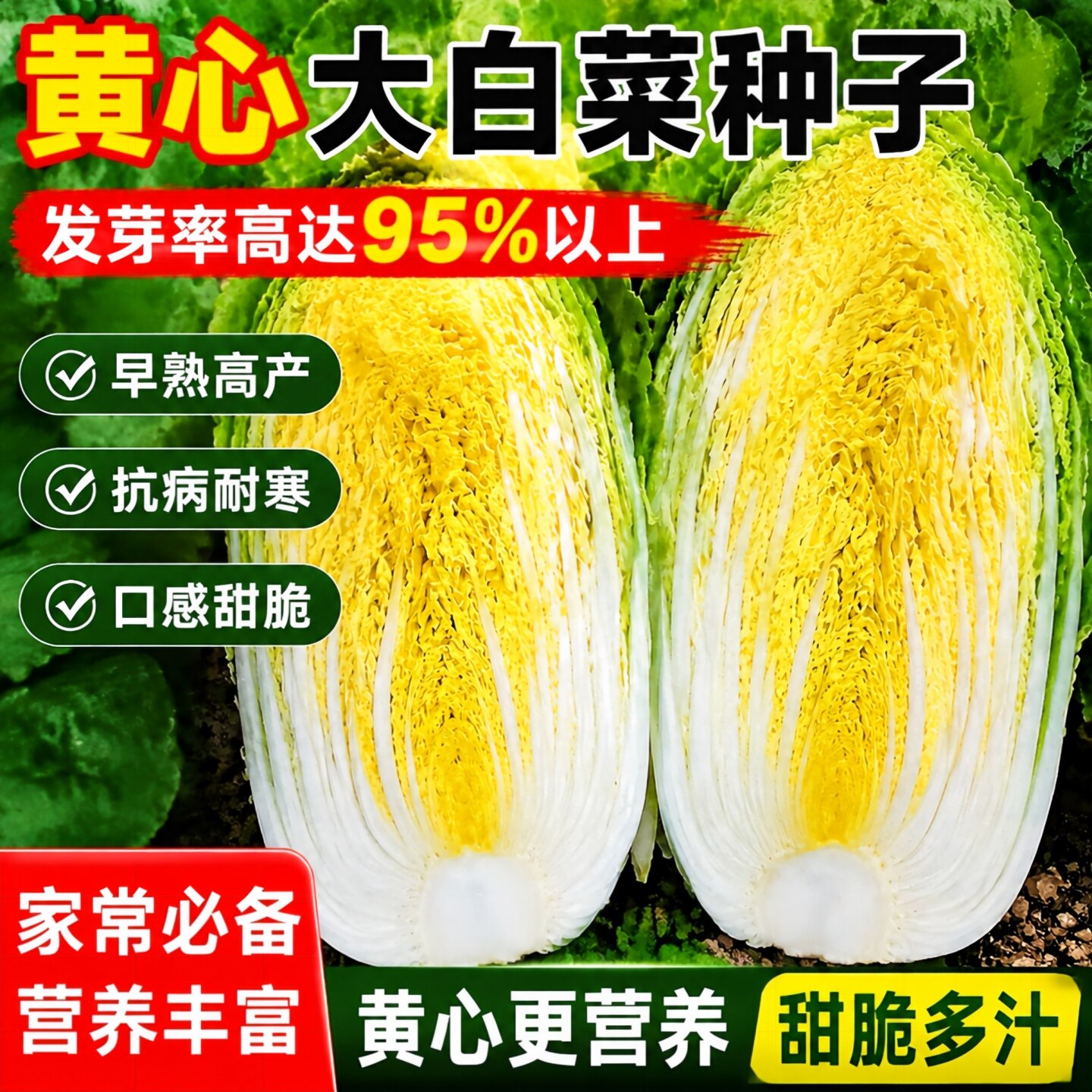 黄心大白菜种子秋冬播耐寒口感好