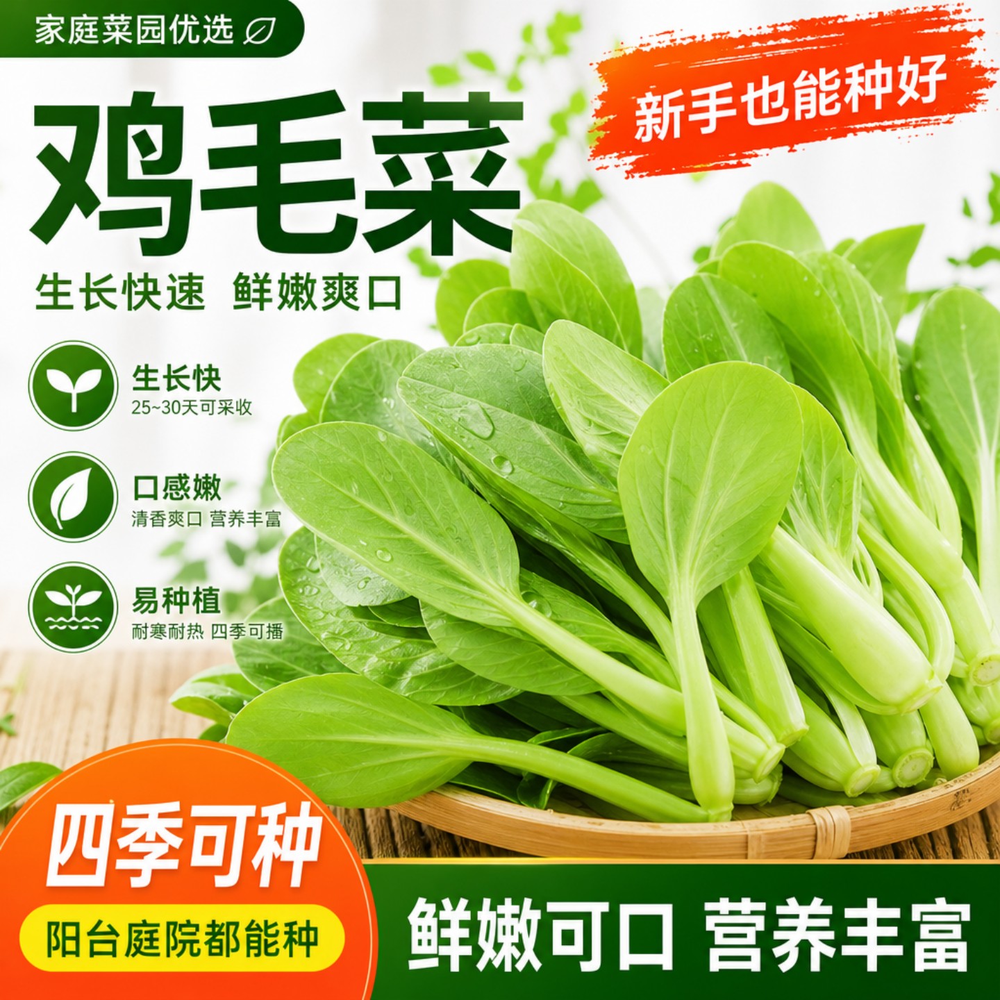 四季可种易发芽高产耐热鸡毛菜种