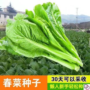 四季春菜种子甜芥菜叶菜青菜阳台盆栽蔬菜种子老品种春芥菜种子籽
