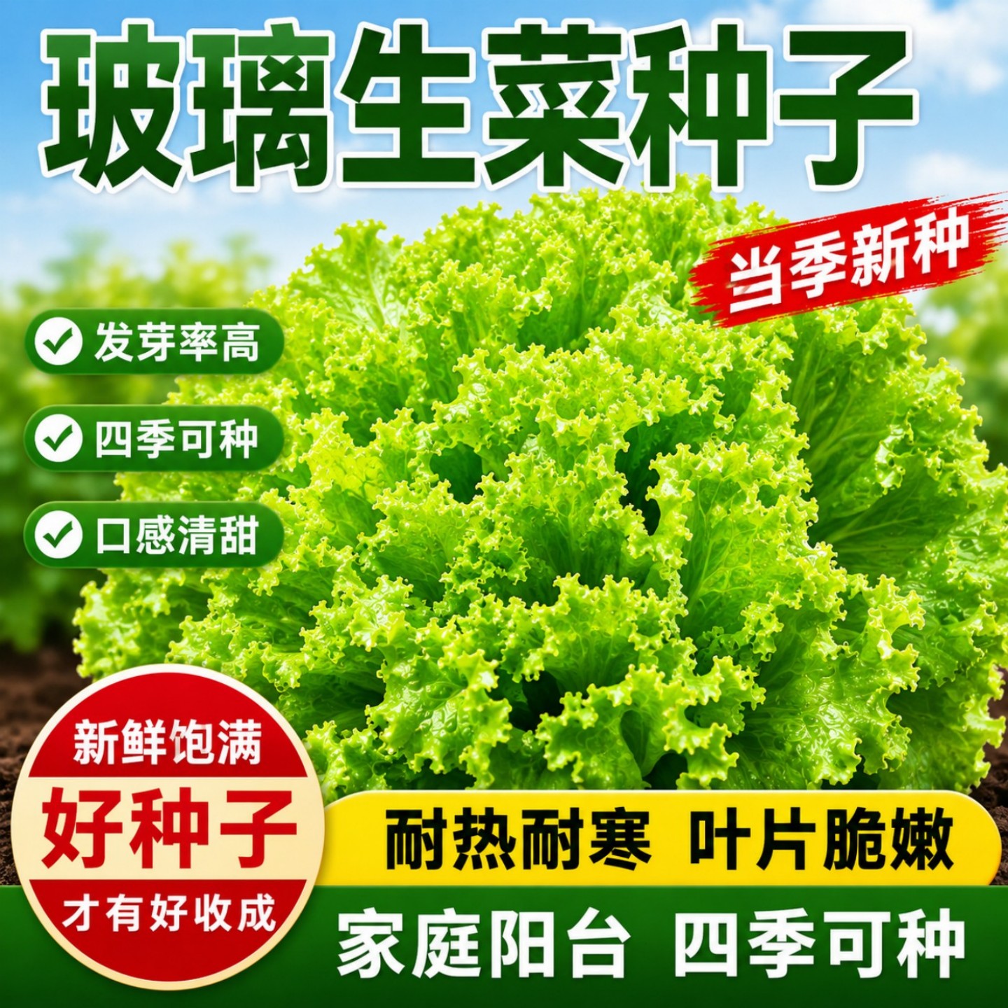 四季脆嫩玻璃生菜种子阳台盆栽