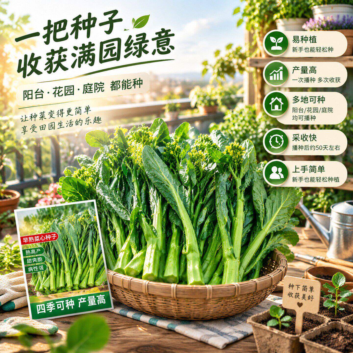 广东四九菜心种子25天速生甜菜心耐热耐高温菜苔籽四季种蔬菜种子
