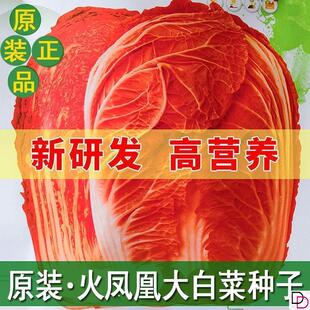 原装正品火凤凰白菜种子夏播耐热大白菜种子包心菜饺子菜种子蔬菜
